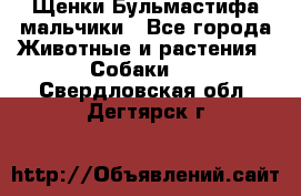 Щенки Бульмастифа мальчики - Все города Животные и растения » Собаки   . Свердловская обл.,Дегтярск г.